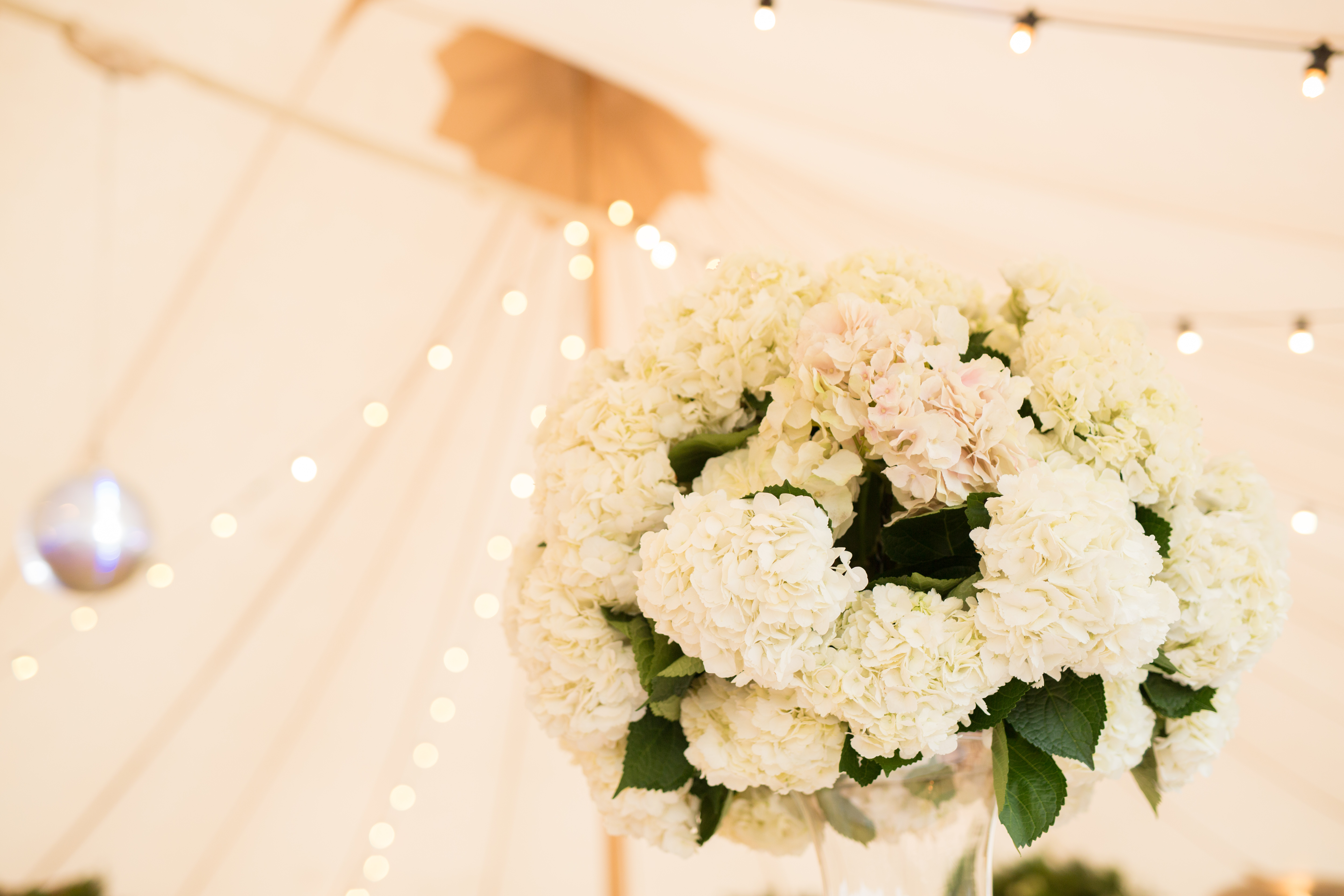 White hydrangeas by Hart Company against the oyster coloured Sperry canvas White hydrangeas by Hart Company against the oyster coloured Sperry canvas